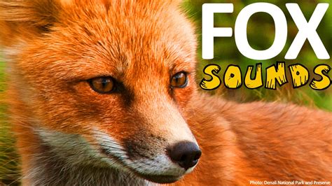 Fox noise. Things To Know About Fox noise. 